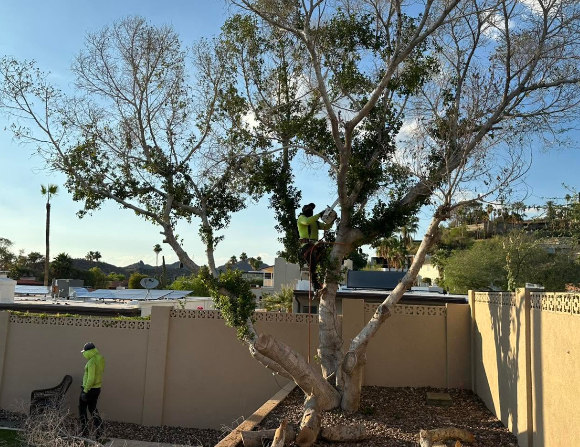 Heavy Pruning & Canopy Work
