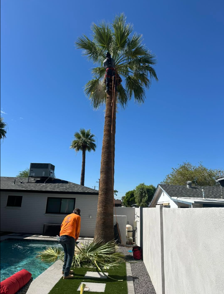 Palm Trimming & Skinning