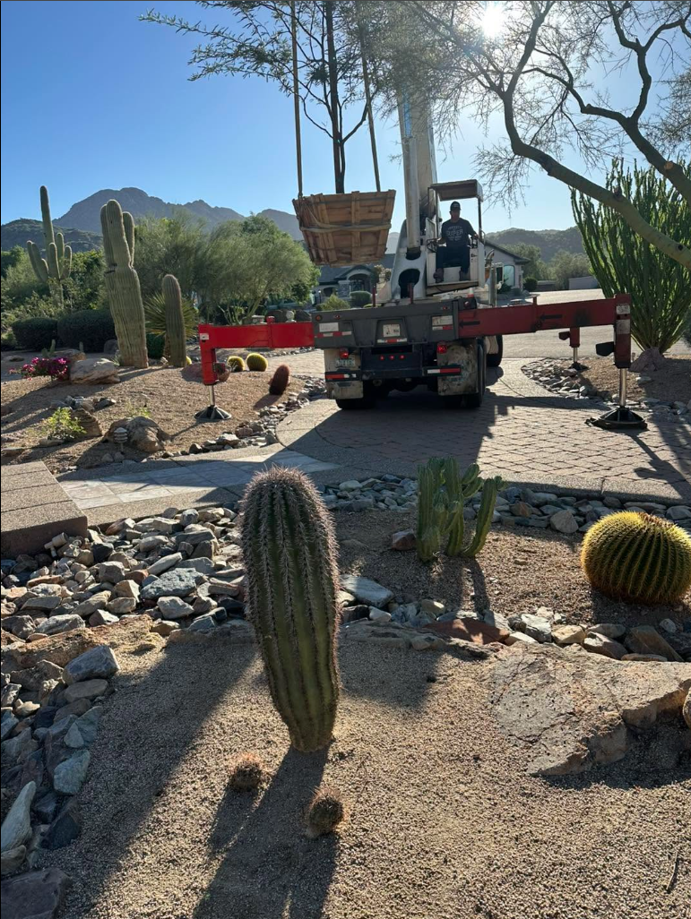 Crane Tree Removals