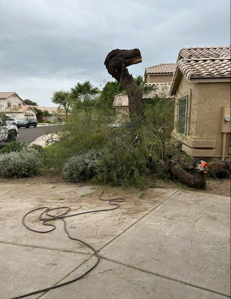 Tree Removal & Stump Grinding